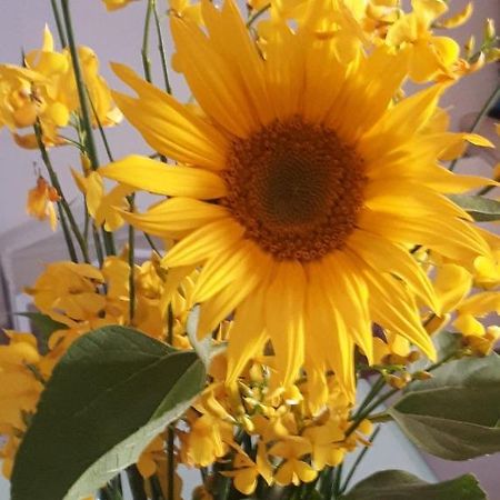 Il Girasole Del Lago Пьедилуко Экстерьер фото